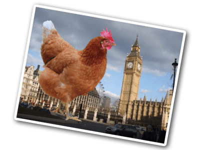 HenOClock The Hen O'Clock News