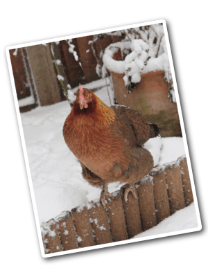 FlorenceSnow