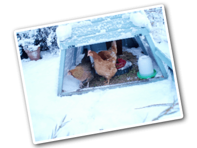 ThatsSnow Our chickens are not quite sure what snow is!