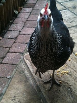 Tilly Tilly