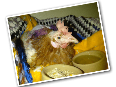 PurpleBonnie Purple Bonnie lying with bowls